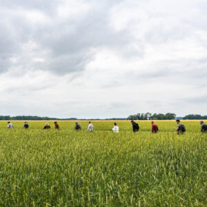 Een duik in de Flevolandse graan keten _ polderparade : keten met eten _ zonnespelt _ boerderij de zonneboog