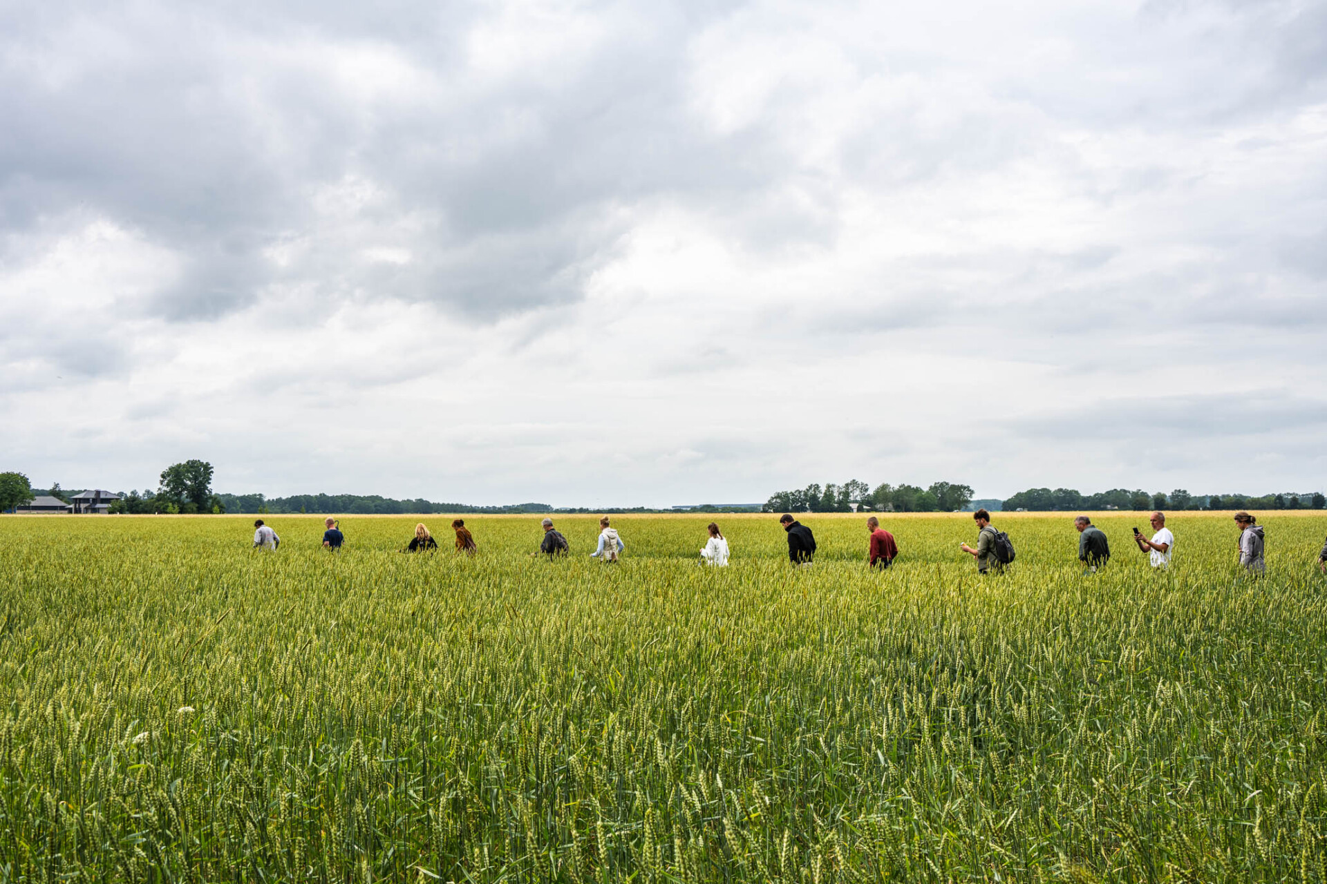 Een duik in de Flevolandse graan keten _ polderparade : keten met eten _ zonnespelt _ boerderij de zonneboog